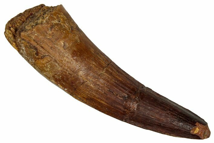 Fossil Spinosaurus Tooth - Real Dinosaur Tooth #355698